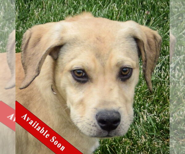 Medium Photo #1 Boxador Puppy For Sale in Huntley, IL, USA