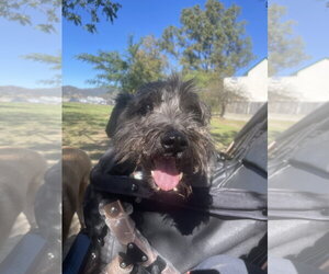 - Mix Dogs for adoption in El Centro, CA, USA
