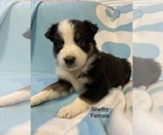Small Photo #17 Australian Shepherd Puppy For Sale in EXETER, MO, USA