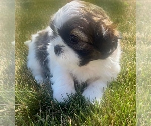 Shih Tzu Puppy for sale in NILES, MI, USA