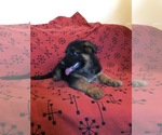 Small Photo #7 German Shepherd Dog Puppy For Sale in NUEVO, CA, USA