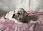 Small #3 French Bulldog