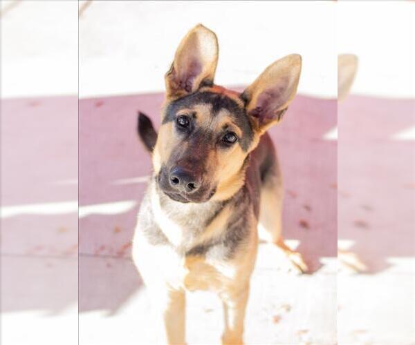Medium Photo #1 German Shepherd Dog Puppy For Sale in Tracy, CA, USA