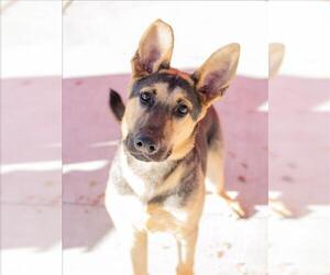 German Shepherd Dog Dogs for adoption in Tracy, CA, USA