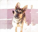 ROWDY - Male German Shepherd Dog Dog for Adoption - Small photo
