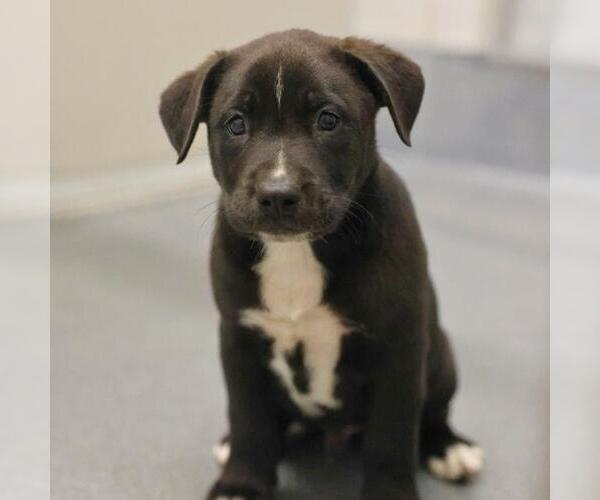 Medium Photo #1 American Staffordshire Terrier Puppy For Sale in San Antonio, TX, USA