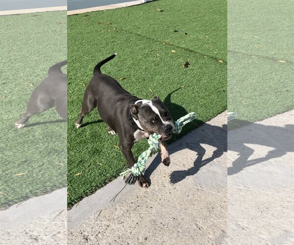 Medium Photo #2 American Pit Bull Terrier-American Staffordshire Terrier Mix Puppy For Sale in Dallas, TX, USA