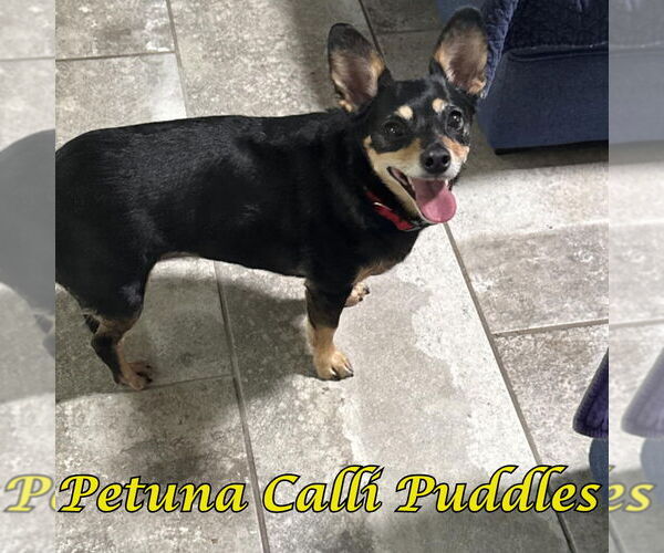 Medium Photo #3 Chiweenie Puppy For Sale in San Antonio, TX, USA
