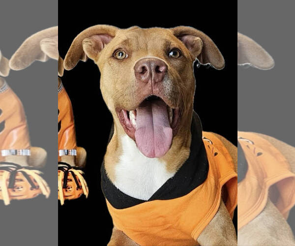 Medium Photo #2 Mutt Puppy For Sale in Wakefield, RI, USA