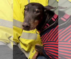 Nellie Adoption Pending! - Female Doberman Pinscher Dog for Adoption - Photo #7