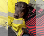 Small #6 Doberman Pinscher