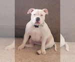 Small Photo #1 American Bully Puppy For Sale in MARTELL, NE, USA