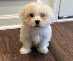 Puppy 1 Mal-Shi