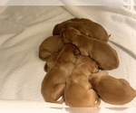 Small Photo #1 Golden Retriever Puppy For Sale in SAN ANGELO, TX, USA