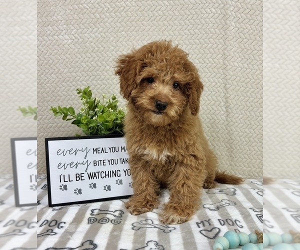 Medium Photo #5 Goldendoodle mix (+ Poodle Miniature) Puppy For Sale in INDIANAPOLIS, IN, USA