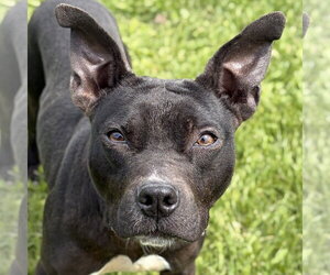 Mutt Dogs for adoption in Jefferson, WI, USA