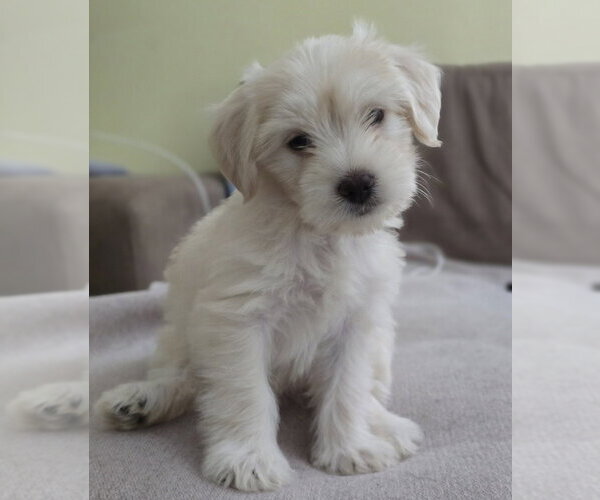 Medium Photo #1 Poodle (Miniature)-Unknown Mix Puppy For Sale in Lakewood, CO, USA