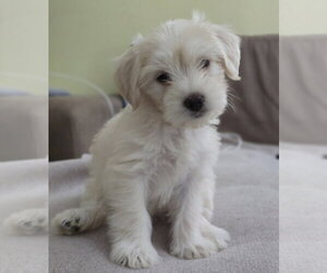 Poodle (Miniature)-Unknown Mix Dogs for adoption in Lakewood, CO, USA