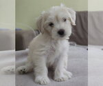 Small Poodle (Miniature) Mix