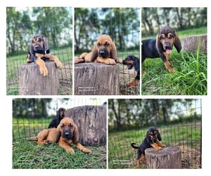 Bloodhound Puppy for sale in CUMBY, TX, USA