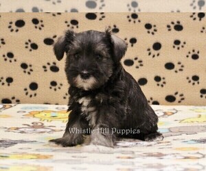 Schnauzer (Miniature) Puppy for sale in DENVER, PA, USA
