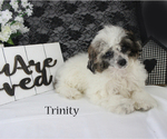 Small Poodle (Miniature)