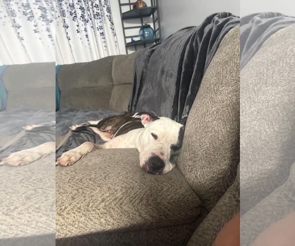 Medium Photo #4 American Pit Bull Terrier-Unknown Mix Puppy For Sale in Germantown, OH, USA