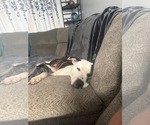 Small #3 American Pit Bull Terrier Mix