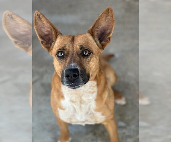 Medium Photo #2 Mutt Puppy For Sale in Oak Bluffs, MA, USA