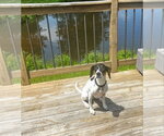Small #17 American Foxhound-Beagle Mix