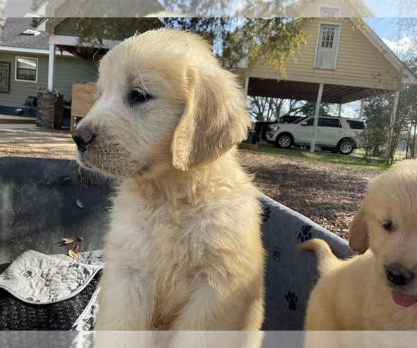 Medium Photo #10 Golden Retriever Puppy For Sale in CAMILLA, GA, USA