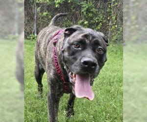 Mutt Dogs for adoption in Glen Allen, VA, USA