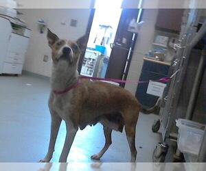 American Staffordshire Terrier Dogs for adoption in Fayetteville, NC, USA
