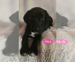Small #4 Labrador Retriever Mix