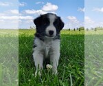 Small Photo #138 Border Collie Puppy For Sale in NORBORNE, MO, USA