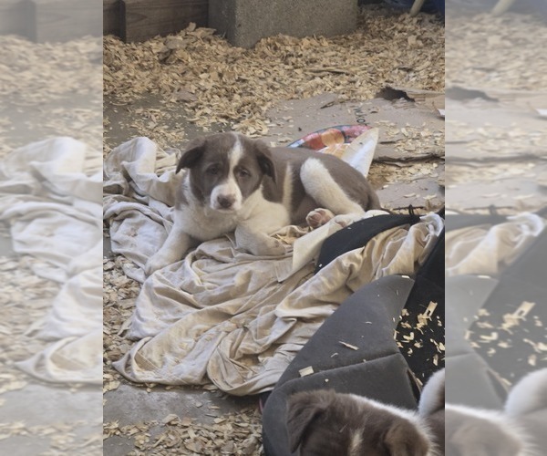 Medium Photo #2 Border Collie Puppy For Sale in LEBANON, MO, USA