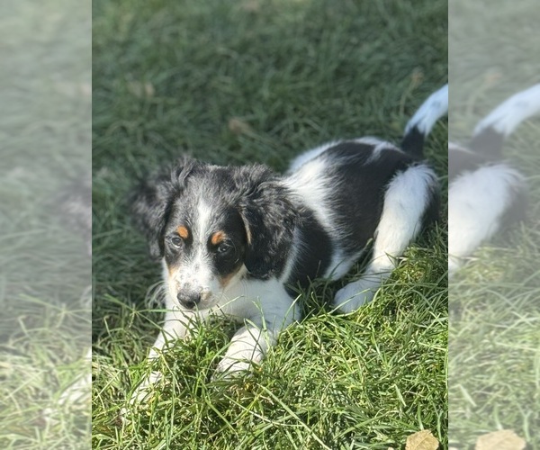Medium Photo #2 Miniature Bernedoodle Puppy For Sale in LONGMONT, CO, USA