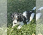 Small #1 Miniature Bernedoodle