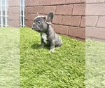 Small Photo #84 French Bulldog Puppy For Sale in CHARLOTTE, NC, USA