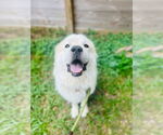Small #2 Great Pyrenees