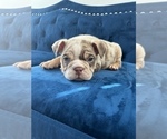 Small Photo #17 English Bulldog Puppy For Sale in WASHINGTON, DC, USA