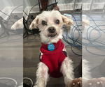 Small #4 Maltese