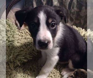 Boxer-German Shepherd Dog Mix Puppy for sale in CHILOQUIN, OR, USA