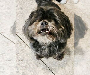 Shih Tzu Dogs for adoption in oakland, FL, USA