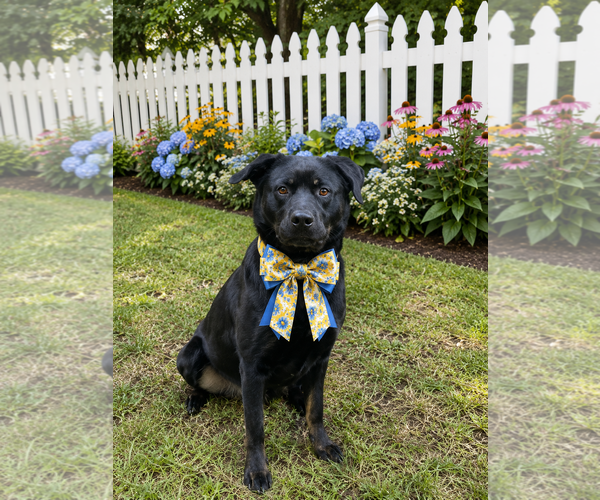 Medium Photo #13 Labrador Retriever-Unknown Mix Puppy For Sale in Mt. Laurel, NJ, USA