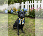 Small #12 Labrador Retriever Mix