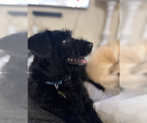 Medium Photo #5 Poodle (Standard)-Unknown Mix Puppy For Sale in Sandy, UT, USA