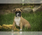 Small #3 Boxer