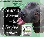 Small #29 American Pit Bull Terrier Mix