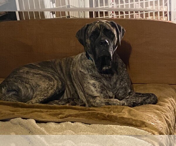 Medium Photo #2 Mastiff Puppy For Sale in McMinnville, OR, USA